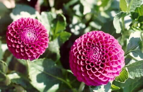 Photo Sharing and Video Hosting at Photobucket